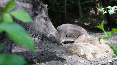 There are currently 30 lively newborns to marvel at in the wild boar enclosure at Leipzig Wildlife Park / Symbolic image: © pixabay.com