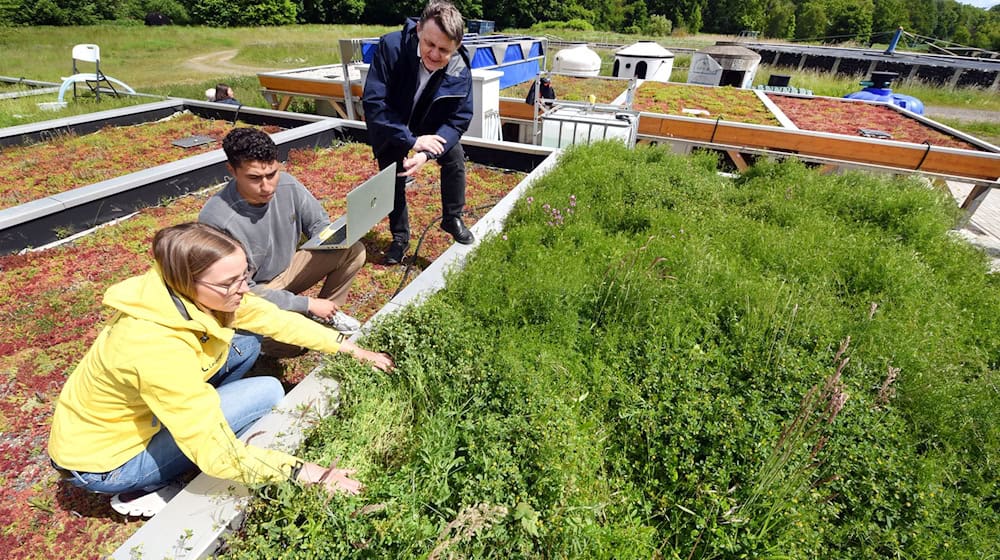 Es werden verschiedene Gründach-Modelle untersucht. / Foto: Waltraud Grubitzsch/dpa