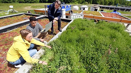 Es werden verschiedene Gründach-Modelle untersucht. / Foto: Waltraud Grubitzsch/dpa