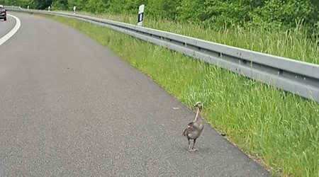 Gänsefamilien haben auf der A4 mehrfach für leichtes Chaos gesorgt.  / Foto: Polizei Görlitz