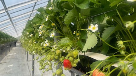 Gewächshäuser in Nieschütz: Die ersten Erdbeeren sind reif. Foto: Mallek