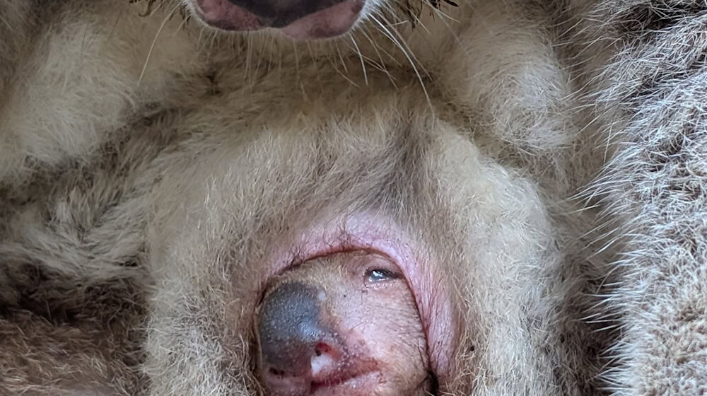 Koala-Junges in Dresden blinzelt erstmals aus dem Beutel. / Foto: Olaf Lohnitz/Zoo Dresden/dpa