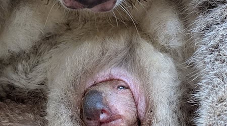 Koala-Junges in Dresden blinzelt erstmals aus dem Beutel. / Foto: Olaf Lohnitz/Zoo Dresden/dpa