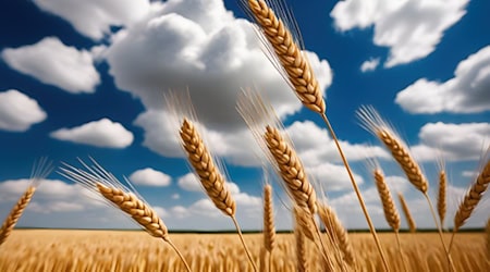 Bildnachweis: Foto Weizenfeld von Ray Shrewsberry, Lizenz erworben unter https://pixabay.com/de/illustrations/ai-generiert-weizen-feld-8942768