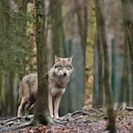 Wölfe sollen in der EU künftig leichter abgeschossen werden können. (Symbolbild)  / Foto: Klaus-Dietmar Gabbert/dpa-Zentralbild/dpa-tmn