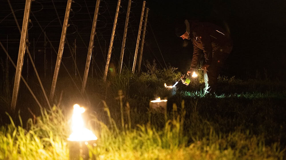 Kleine Feuer im Weinberg sollen die Rebstöcke vor Frost schützen. / Foto: Sebastian Kahnert/dpa