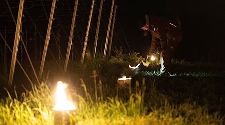 Kleine Feuer im Weinberg sollen die Rebstöcke vor Frost schützen. / Foto: Sebastian Kahnert/dpa