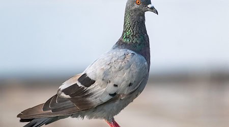 Symbolbild Brieftauben / pixabay balouriarajesh