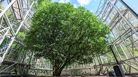 The Pillnitz camellia was freed from its glass winter house. / Photo: Robert Michael/dpa