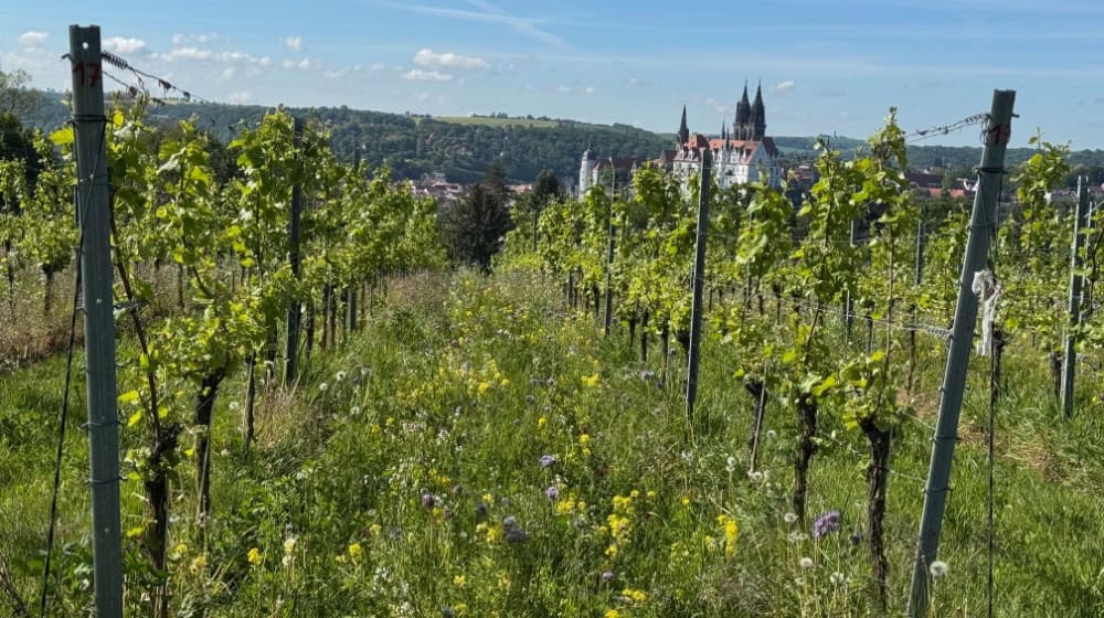 Blick auf den Proschwitzer Weinberg, der biologisch bewirtschaftet ist. Im Hintergrund der Meißner Burgberg. Foto: Schloss Proschwitz
