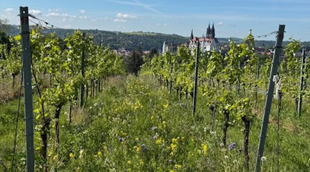 Blick auf den Proschwitzer Weinberg, der biologisch bewirtschaftet ist. Im Hintergrund der Meißner Burgberg. Foto: Schloss Proschwitz