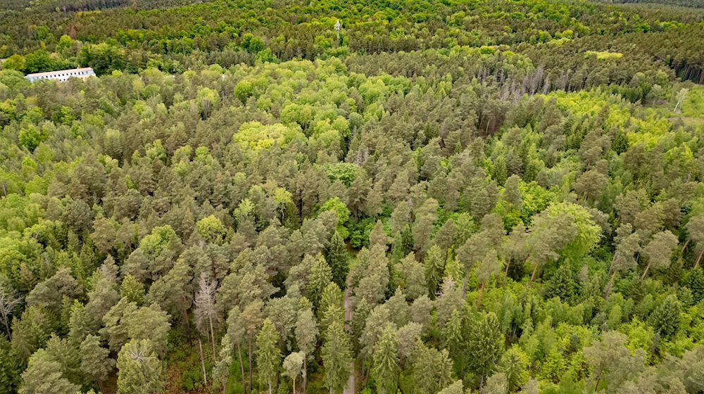 Die Königsbrücker Heide wird in warmer Jahreszeit regelmäßig zu einem Party-Ort. (Archivbild) / Foto: Robert Michael/dpa