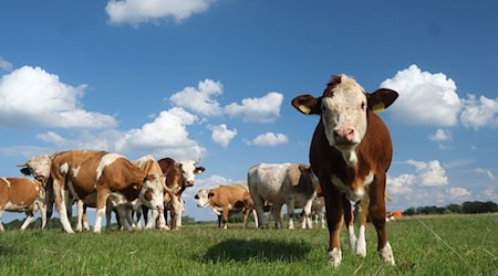 Die sächsischen Milchkühe geben im Jahr fast 1.800 Kilogramm mehr Milch als im deutschen Schnitt. (Archivbild) / Foto: Sebastian Willnow/dpa