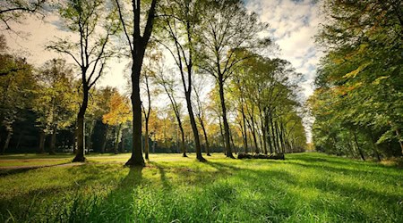Symbolbild Parks / pixabay fietzfotos