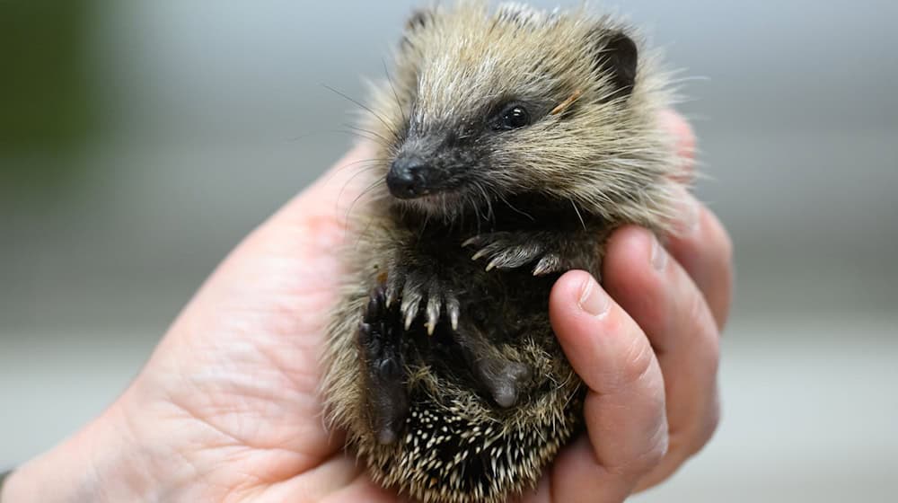 Hedgehog lives in Saxony are becoming increasingly dangerous - due to robotic mowers and less food. (Symbolic image) / Photo: Robert Michael/dpa