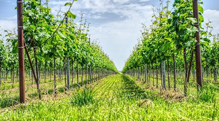 Symbolbild Weinbau / pixabay distelAPPArath