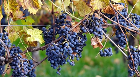 Symbolbild Weinbau / pixabay matthiasboeckel