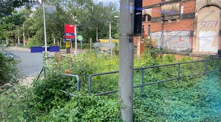 Unkraut am Bahnhof Niedersedlitz. Foto: Küllig