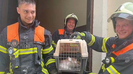 Katzenrettung am Meißner Schlossberg. Fotos: Feuerwehr Meißen