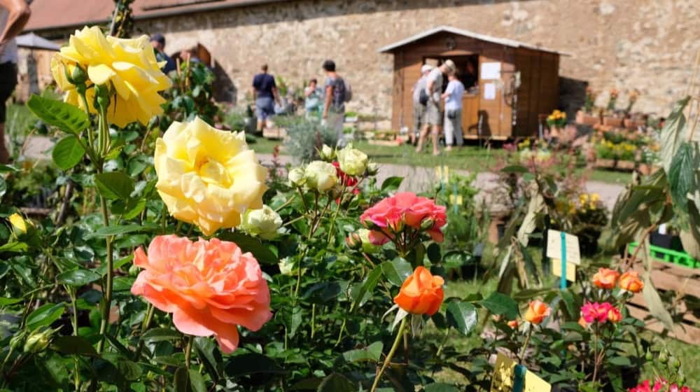 Blumen über Blumen in Altzella. Foto: Schlösserland
