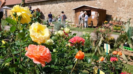 Blumen über Blumen in Altzella. Foto: Schlösserland