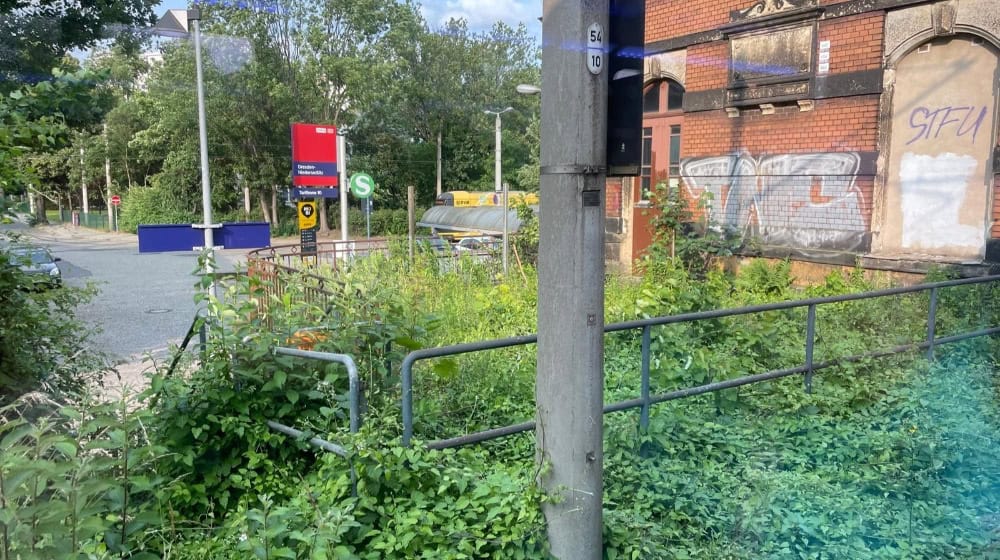 Wildwuchs am Bahnhof Niedersedlitz. Foto: Torsten Küllig 