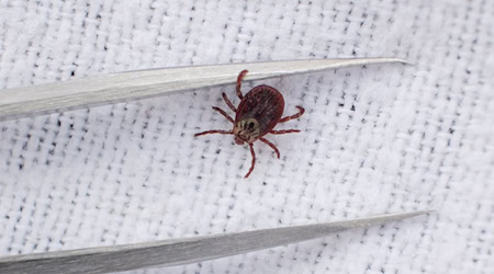 Zecken übertragen zahlreiche Krankheiten, darunter Borreliose und Frühsommer-Meningoenzephalitis (FSME). (Archivbild) / Foto: Sebastian Willnow/dpa