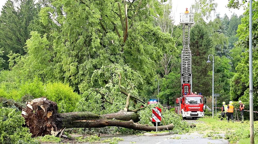 Heftige Sturmböen sorgten am Montag für umgeknickte Bäume und blockierte Straßen und Gleise in Chemnitz und Umgebung. / Foto: André März/News5/dpa