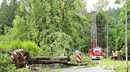 Heftige Sturmböen sorgten am Montag für umgeknickte Bäume und blockierte Straßen und Gleise in Chemnitz und Umgebung. / Foto: André März/News5/dpa