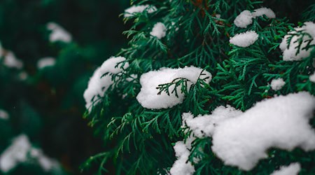 Symbolbild Weihnachtsbaum / pixabay Vlad_Aivazovsky