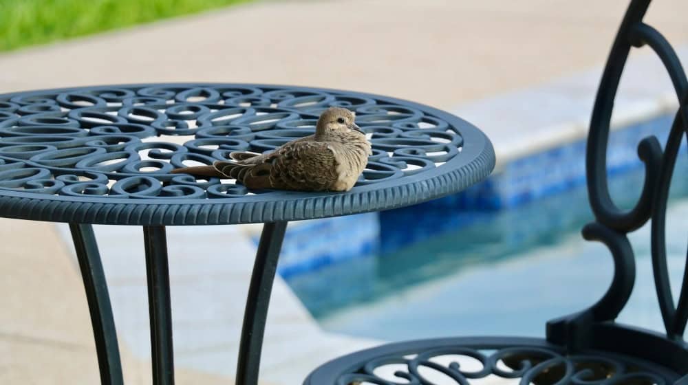 Ein friedlicher Platz am Pool – perfekt für entspannte Stunden / Bild von Karin Jubinivlle auf pixabay.com