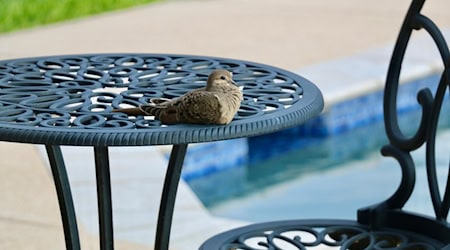 Ein friedlicher Platz am Pool – perfekt für entspannte Stunden / Bild von Karin Jubinivlle auf pixabay.com