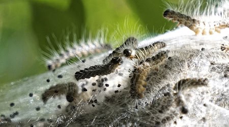 Oak processionary moth in Leipzig: Danger & protective measures 2025 / Symbolic image: © pixabay.com