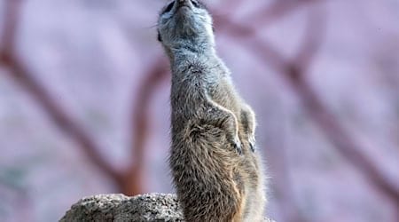 The Hoyerswerda meerkat clan now has 15 family members. (Archive photo) / Photo: Jens Büttner/dpa-Zentralbild/ZB