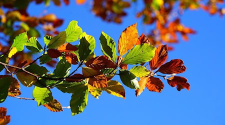 Symbolbild Buche / pixabay Hans