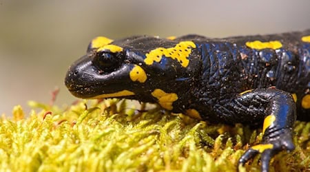 Heat and drought threaten the population of fire salamanders. (Archive image) / Photo: Klaus-Dietmar Gabbert/dpa
