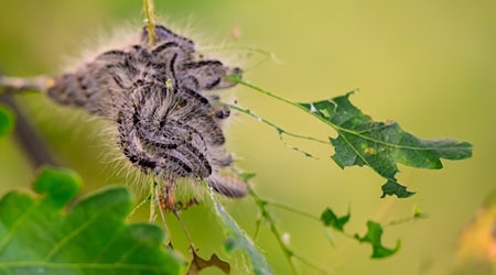 Die Haare des Eichenprozessionsspinners können zu Hautausschlägen führen. Mit winzigen Fadenwürmern wird der Schädling vielerorts bekämpft. / Foto: Philipp Schulze/dpa