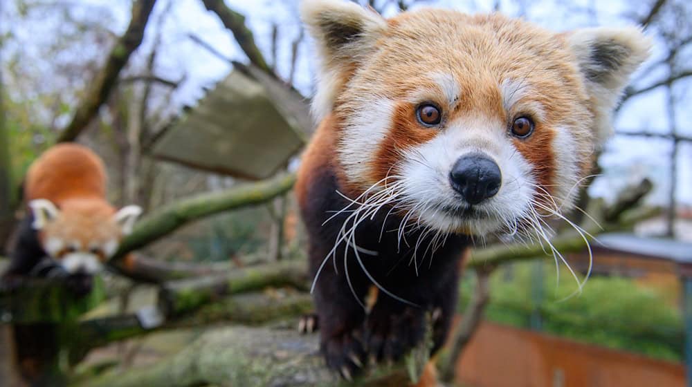 The Red Panda cubs from Görlitz Zoo have had their first health check (archive photo).  / Photo: Klaus-Dietmar Gabbert/dpa