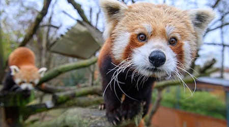 The Red Panda cubs from Görlitz Zoo have had their first health check (archive photo).  / Photo: Klaus-Dietmar Gabbert/dpa