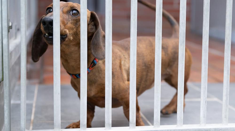 Saxony's animal shelters will receive more money in the state's double budget than originally planned. (Archive image) / Photo: Sebastian Kahnert/dpa