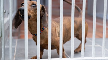 Saxony's animal shelters will receive more money in the state's double budget than originally planned. (Archive image) / Photo: Sebastian Kahnert/dpa