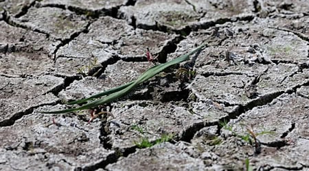 Sachsen hat sinkende Grundwasserstände registriert. (Symbolbild) / Foto: Bernd Wüstneck/dpa