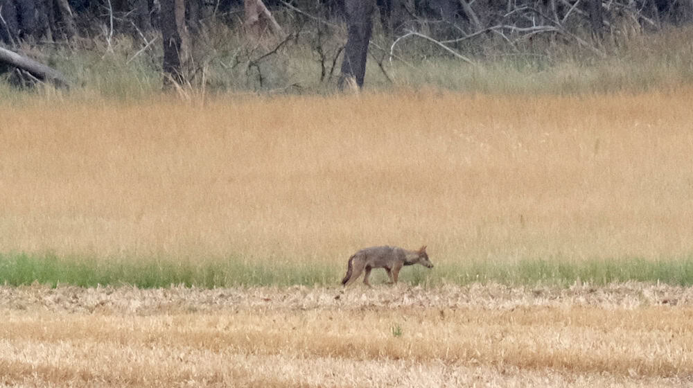 Im Landkreis Sachsen gibt es ein neues Wolfsrudel (Archivbild). / Foto: Sebastian Willnow/dpa
