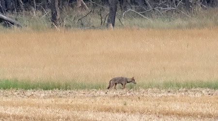 Hay una nueva manada de lobos en el distrito de Sajonia (foto de archivo). / Foto: Sebastian Willnow/dpa