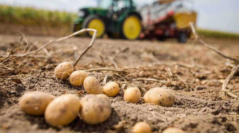 Potatoes and sugar beet are particularly at risk of damage. (Archive image) / Photo: Christoph Schmidt/dpa