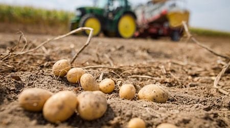 Potatoes and sugar beet are particularly at risk of damage. (Archive image) / Photo: Christoph Schmidt/dpa
