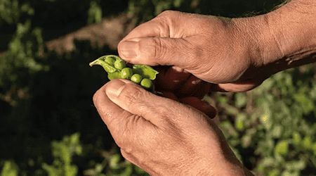 Erbsenernte. Droht jetzt ein Streik in Lommatzsch? Foto: Frosta