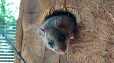 Ein Siebenschläfer im Kasten. Foto: Tierpark Hebelei