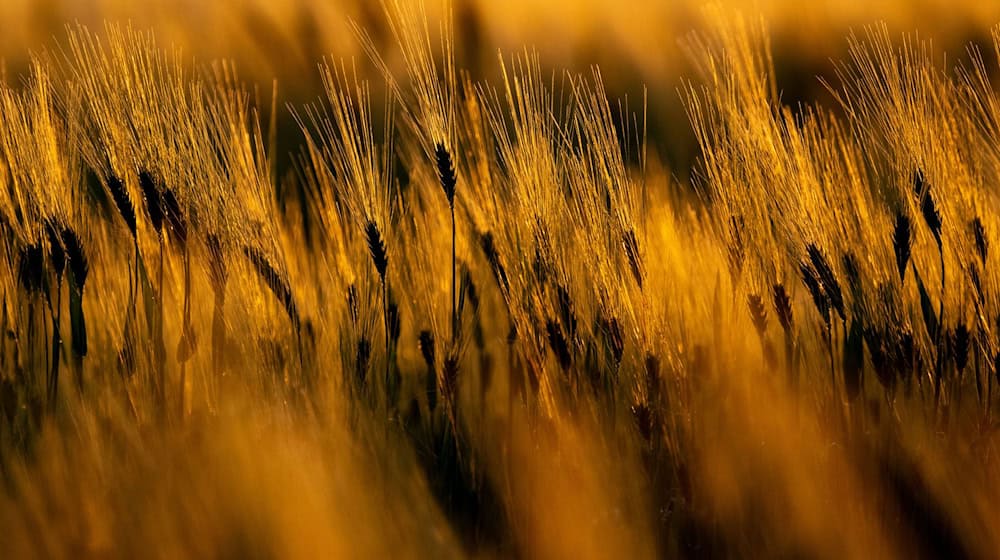 Sachsens Landwirte erwarten in diesem Jahr eine durchschnittliche Ernte. (Symbolbild) / Foto: Hendrik Schmidt/dpa