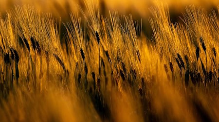 Sachsens Landwirte erwarten in diesem Jahr eine durchschnittliche Ernte. (Symbolbild) / Foto: Hendrik Schmidt/dpa